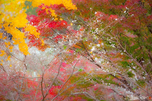 فصل پاییز در ژاپن